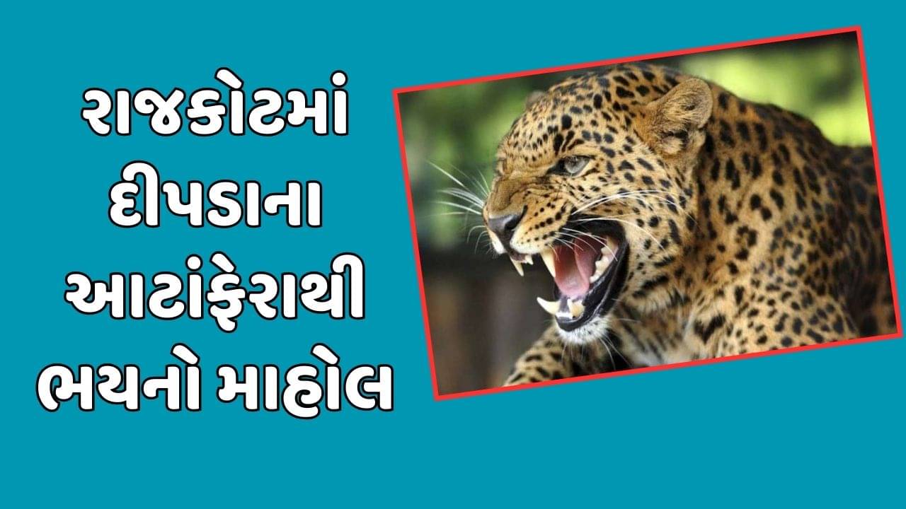 રાજકોટ વીડિયો : 10 દિવસથી શહેર અને ગ્રામ્ય વિસ્તારમાં દીપડાના આટાંફેરા, લોકોમાં ભયનો માહોલ