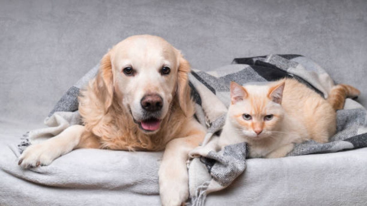 મોટાભાગના ઘરોમાં પાલતુ પ્રાણીઓ જમીન પર જ ઊંઘતા હોય છે. તો તેમના માટે ઠંડીથી બચાવે તેવી પથારીની વ્યવસ્થા કરવી જોઈએ.