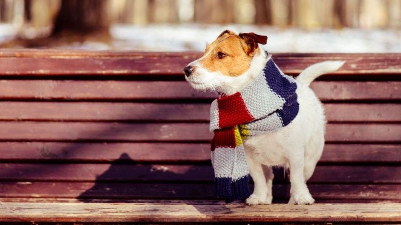 ઠંડીથી બચવા માટે આપણે બધા જ ગરમ કપડા પહેરતા હોઈએ છીએ. તો પાલતુ પ્રાણીઓને પણ ગરમ કપડાં પહેરાવવા જોઈએ. જે સરળતાથી બજારમાં મળી જાય છે. 