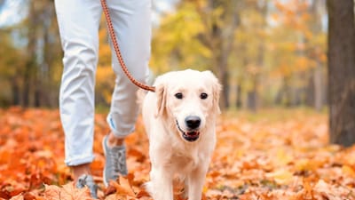 સવારે અને રાત્રીના સમયે ઠંડીનું વધારે લાગતી હોય છે. જેથી તેને સવારે અને રાત્રે બહાર લઈ જવાનું ટાળવુ જોઈએ. તમારા પાલતુ પ્રાણીઓને બપોરના સમયે બહાર લઈ જવાથી તેને પુરતા પ્રમાણમાં સૂર્ય પ્રકાશ મળે છે. 