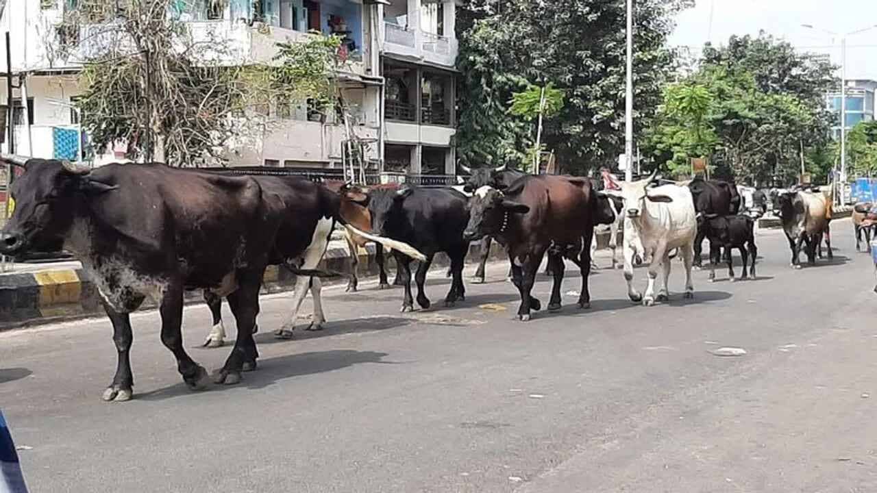 ઢોર નિયંત્રણ પોલિસી હેઠળ આજથી રાજ્યભરમાં રખડતા ઢોર મુદ્દે તંત્રની કડક કાર્યવાહી