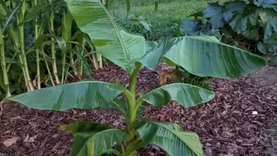 ઘરની છત પર શા માટે ન વાવી શકાય કેળાનું ઝાડ ? જાણો શું કહે છે વાસ્તુશાસ્ત્ર