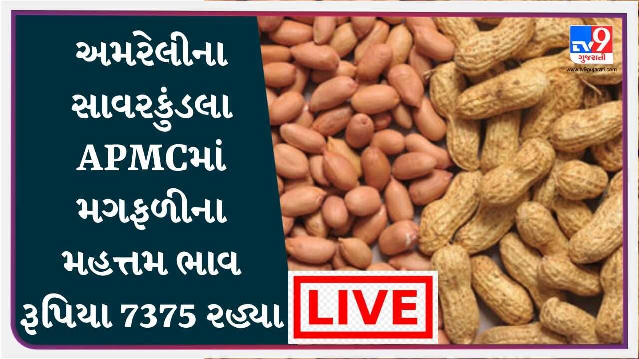 અમરેલીના સાવરકુંડલા APMCમાં મગફળીના મહત્તમ ભાવ રૂપિયા 7375 રહ્યા, જાણો જુદા-જુદા પાકના ભાવ