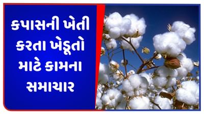 કપાસની ખેતી કરતા ખેડૂતો માટે કામના સમાચાર, ગુલાબી ઈયળથી પાકને બચાવવા માટે સરકારે કર્યું ખાસ આયોજન, પાક ઉત્પાદનમાં થશે વધારો