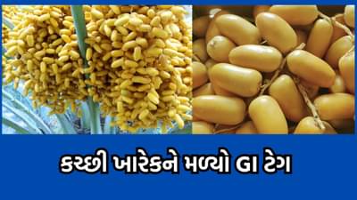 ગીરની કેસર કેરી બાદ કચ્છી ખારેકને મળ્યુ જીઓગ્રાફિકલ ઈન્ડિકેશન, GI ટેગ મેળવનારુ ગુજરાતનું બીજુ ફળ