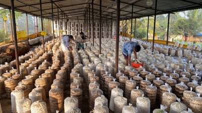 જો તમારે મશરૂમની ખેતી શરૂ કરવી હોય તો જાણો ત્રણ ટેકનિક વિશે, ઓછા ખર્ચમાં મળશે વધારે ઉત્પાદન