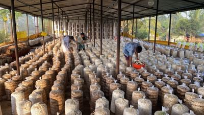 જો તમારે મશરૂમની ખેતી શરૂ કરવી હોય તો જાણો ત્રણ ટેકનિક વિશે, ઓછા ખર્ચમાં મળશે વધારે ઉત્પાદન