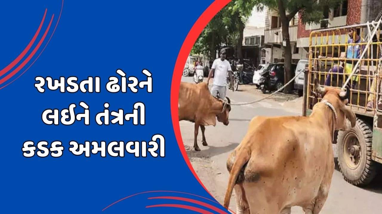 રાજકોટ : રખડતા ઢોર પકડવા મનપાનો એક્શન પ્લાન, ઘરે બાંધેલા લાયસન્સ વગરના પશુઓ પણ પકડવામાં આવ્યા