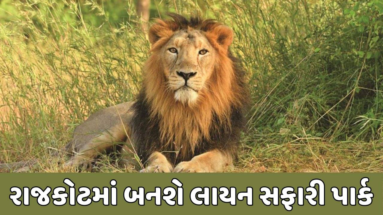 રાજકોટના પૂર્વ વિસ્તારમાં 33 એકર જમીનમાં બનશે લાયન સફારી પાર્ક, જુઓ વીડિયો