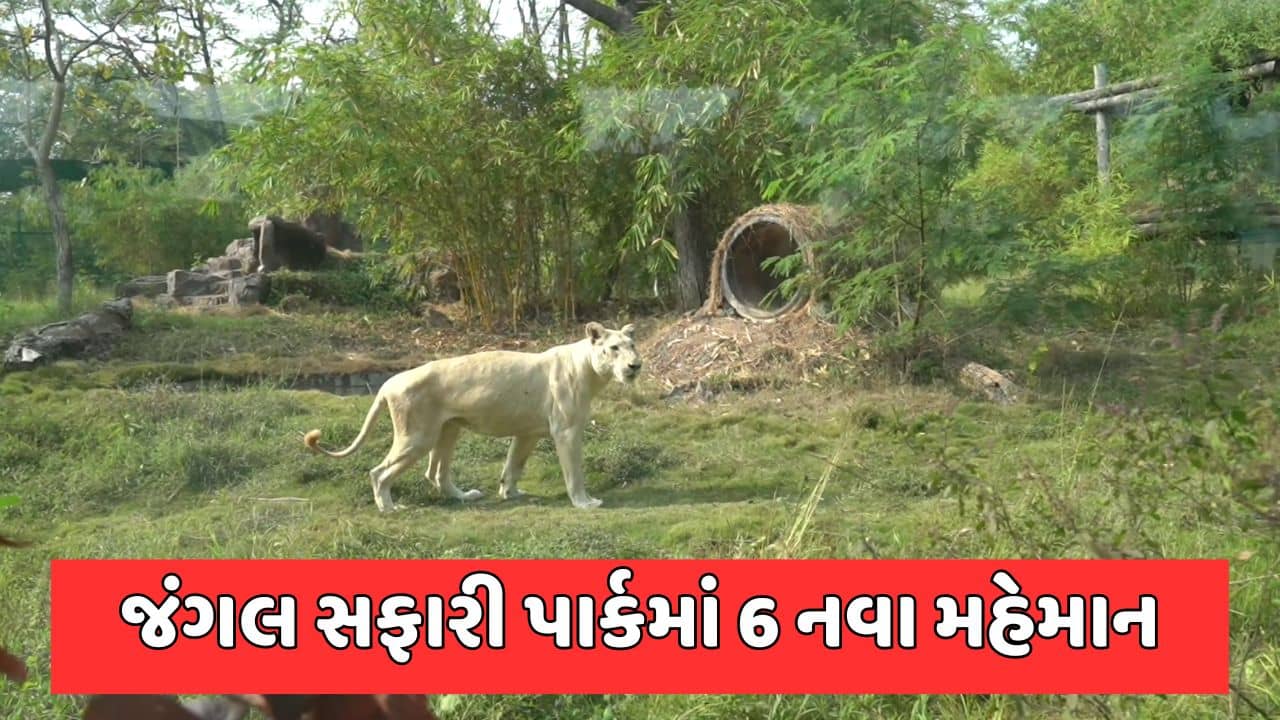 પ્રવાસીઓ માટે આનંદના સમાચાર, સ્ટેચ્યુ ઓફ યુનિટીના જંગલ સફારી પાર્કમાં જોવા મળશે સફેદ સિંહ