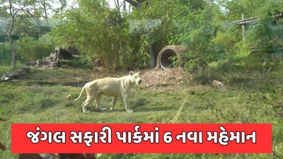 પ્રવાસીઓ માટે આનંદના સમાચાર, સ્ટેચ્યુ ઓફ યુનિટીના જંગલ સફારી પાર્કમાં જોવા મળશે સફેદ સિંહ પ્રવાસીઓ માટે આનંદના સમાચાર, સ્ટેચ્યુ ઓફ યુનિટીના જંગલ સફારી પાર્કમાં જોવા મળશે સફેદ સિંહ