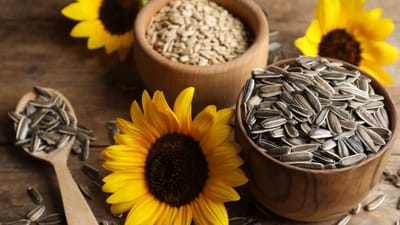 સૂર્યમુખીના સિડ્સમાં વિટામિન,ખનિજો અને કોપરની ભરપૂર માત્રા હોય છે. જેનું સેવન કરવાથી હાડતાના દુખાવામાં રાહત મળે છે. 
