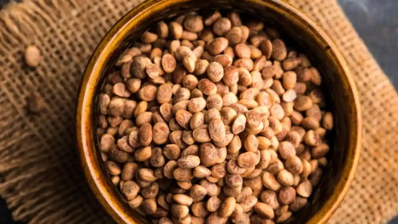 ચારોળીના બીજનું સેવન પણ ખૂબ જ લાભદાયક છે. જેનું સેવન કરવાથી થાક દૂર થાય છે. તેમજ શરદી - ખાંસીમાં ફાયદાકરાક સાબિત થાય છે.