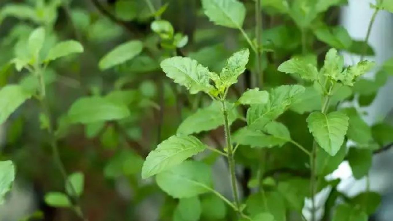 શ્વેત તુલસી : તુલસીના કુલ 5 પ્રકાર છે. જેમાંથી એક પ્રકાર શ્વેત તુલસી છે. શ્વેત તુલસીને વિષ્ણુ તુલસી તરીકે પણ ઓળખવામાં આવે છે. આ તુલસીના ફૂલ સફેદ રંગના હોય છે. આ કારણથી તેને સફેદ તુલસી કહેવામાં આવે છે. તેનો ઉપયોગ ભગવાન વિષ્ણુની પૂજામાં થાય છે.
