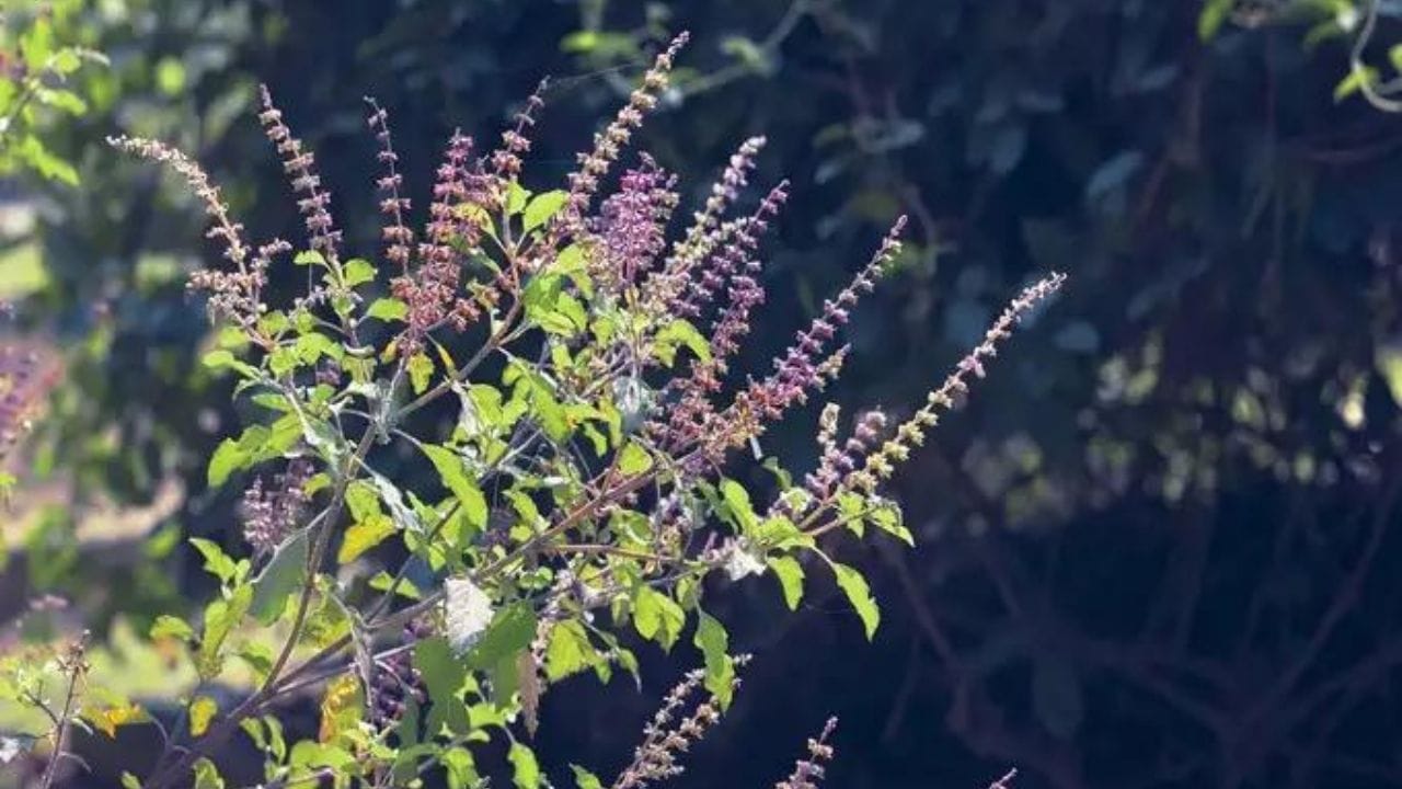 શ્યામ તુલસી: શ્યામ તુલસીના પાંદડા ઘેરા જાંબલી રંગના હોય છે. તેથી તે શ્યામા તુલસી તરીકે ઓળખાય છે. કહેવાય છે કે તુલસીનો રંગ કાળો હોવાથી તે ભગવાન શ્રીકૃષ્ણને ખૂબ જ પ્રિય છે. તેને કૃષ્ણ તુલસી તરીકે પણ ઓળખવામાં આવે છે.
