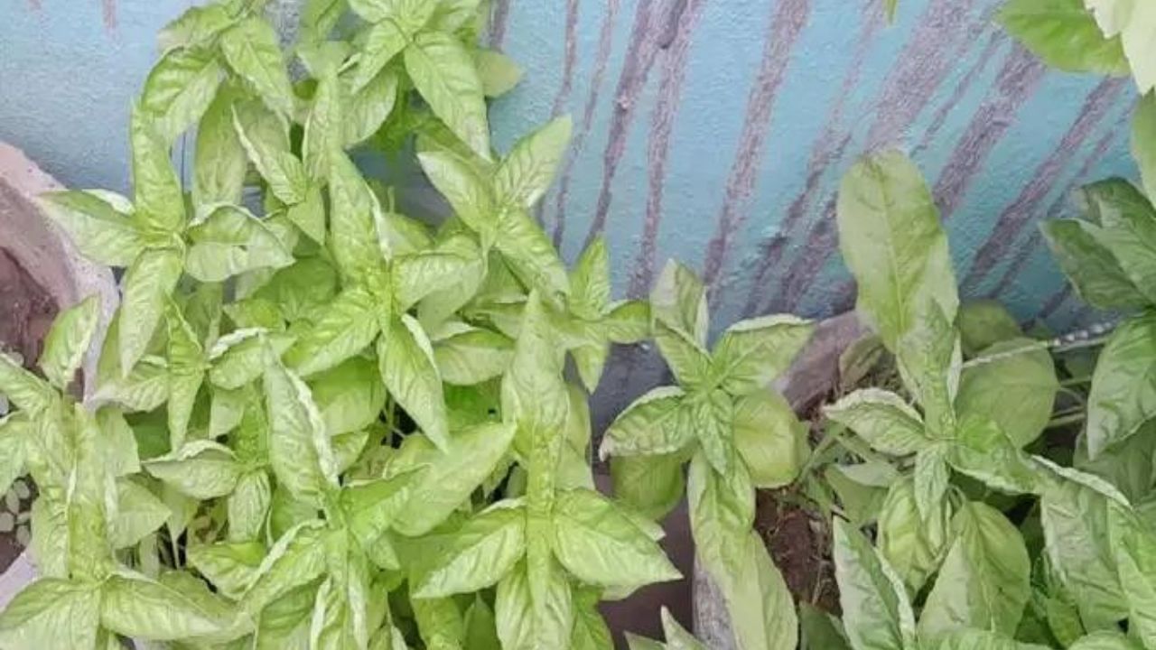 વન તુલસી : વન તુલસીને જંગલી તુલસી તરીકે પણ ઓળખવામાં આવે છે. આ જાતના છોડની ઊંચાઈ 60 થી 90 સેન્ટિમીટર છે. તેના છોડમાં ફૂલો સફેદ, ગુલાબી અથવા જાંબલી રંગના અને સુગંધિત હોય છે. જ્યોતિષ શાસ્ત્રમાં આ છોડને ઘરમાં લગાવવાની મનાઈ છે.
