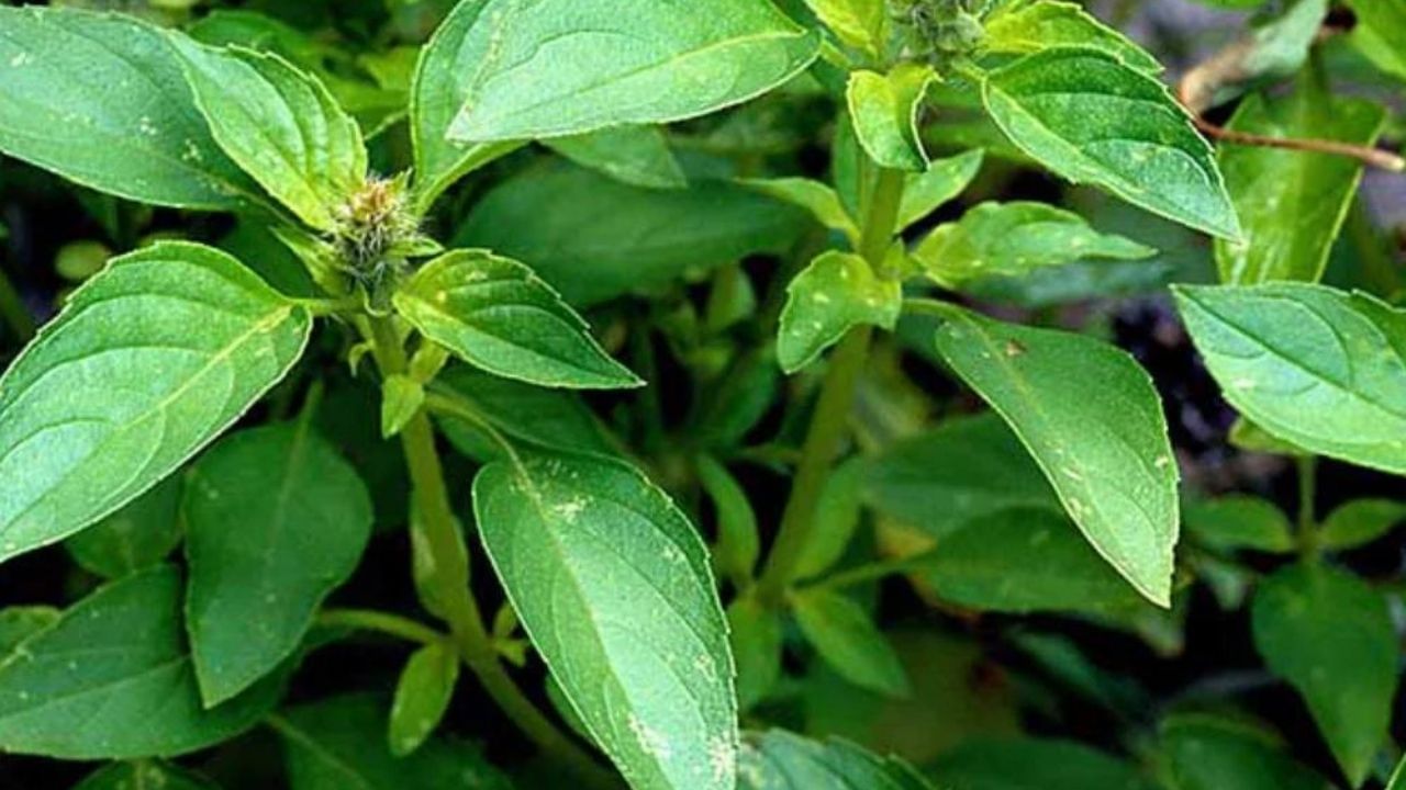 લેમન (લીંબુ) તુલસી: લીંબુ તુલસીના છોડના પાંદડા લીંબુના ઝાડના પાન જેવા હોય છે. તેને પ્રહલદા તુલસી તરીકે પણ ઓળખવામાં આવે છે.તેની સુગંધ પણ લીંબુ જેવી હોય છે.આ તુલસીમાં ભરપૂર પ્રમાણમાં વિટામિન એ હોય છે. 
