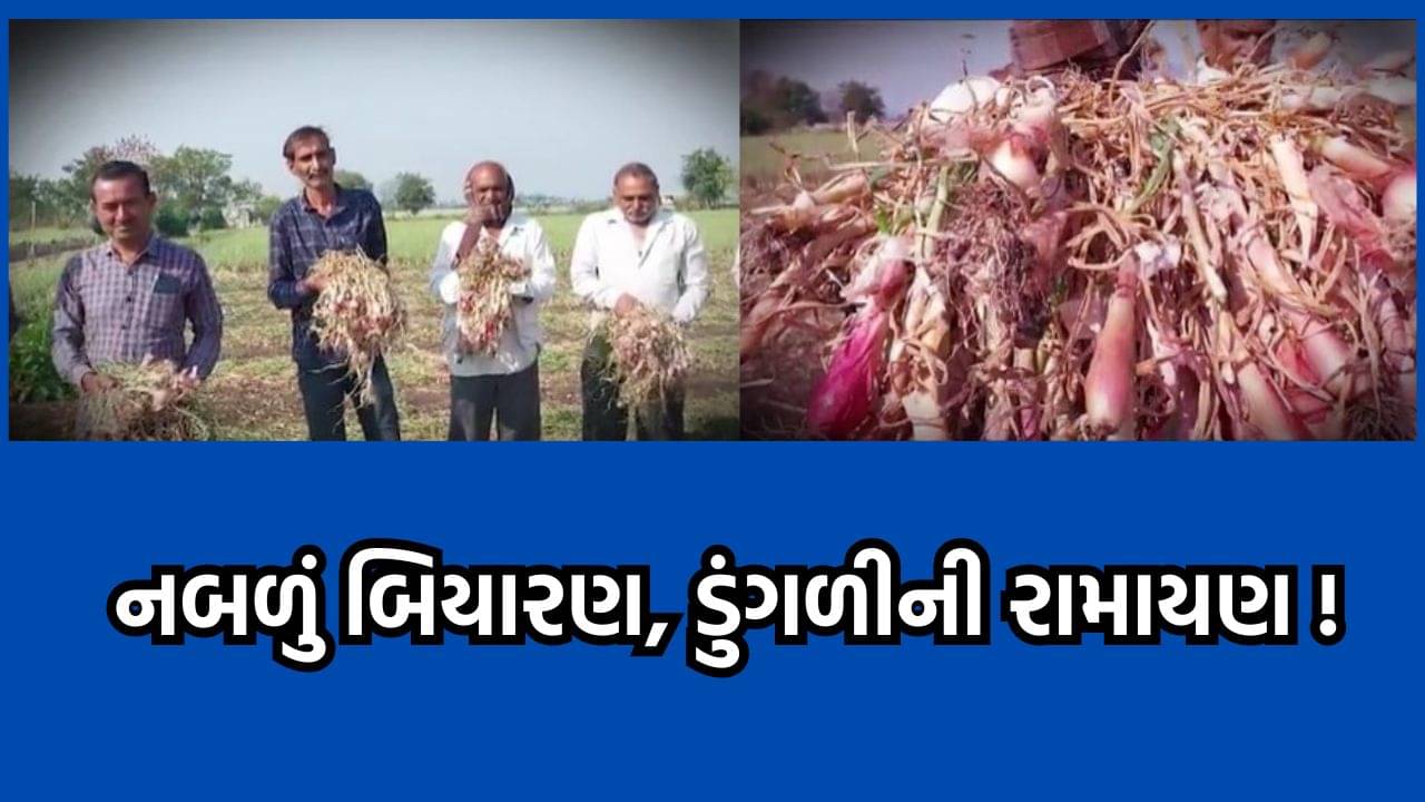 અમરેલીના ખેડૂતોને માઠી દશા, ડુંગળી ઉગાડી પણ બિયારણ જ નકામું નીકળતા પૈસાનું થયુ પાણી- વીડિયો