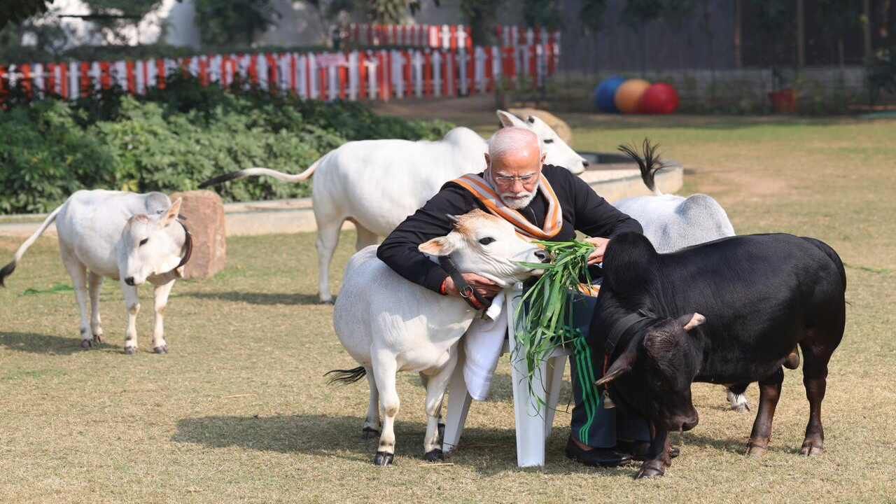 પુંગનુર ગાયો સફેદ, કથ્થઈ, આછા અથવા ઘેરા બદામી અને કાળી હોઈ શકે છે. આ ગાયોના શિંગડા નાના અને અર્ધચંદ્રાકાર આકારના હોય છે. તેમની લંબાઈ ભાગ્યે જ 10-15 સે.મી. નર (બળદ)માં શિંગડા મોટાભાગે પાછળ અને આગળ વળે છે. ગાયોમાં તેઓ સીધા અને આગળ વળેલા હોય છે. ગાયોને બળદ કરતાં થોડા લાંબા શિંગડા હોય છે.