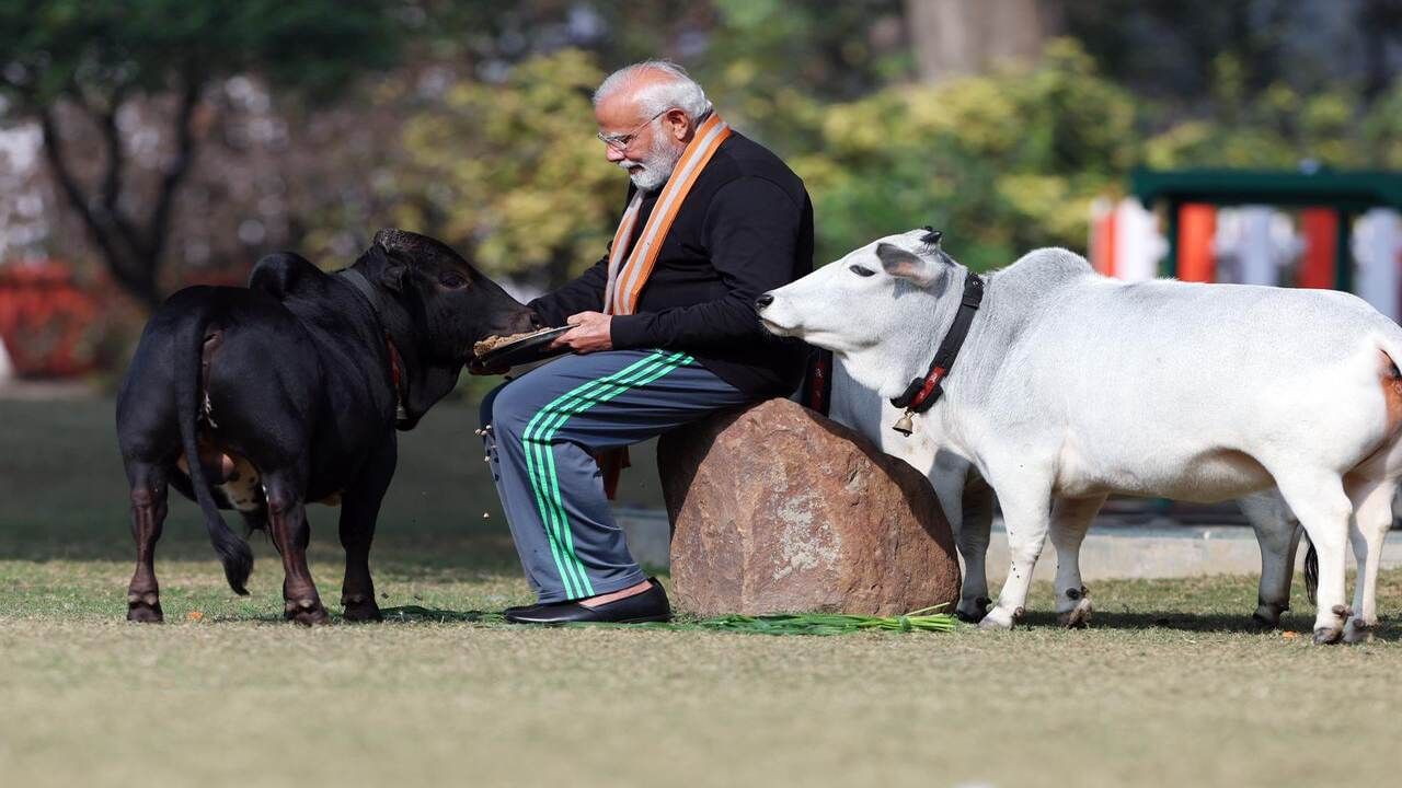 પુંગનુર જાતિ એક સમયે લુપ્ત થવાના આરે હતી. દેશભરમાં તેમની સંખ્યા ઘટીને 3,000થી ઓછી થઈ ગઈ હતી. જો કે છેલ્લા કેટલાક વર્ષોમાં આ સંખ્યામાં વધારો થયો છે. 2019માં 20મી પશુધન વસ્તી ગણતરીમાં પશુધન અને મરઘાંનો જાતિ મુજબનો અહેવાલ દર્શાવે છે કે પુંગનુરની કુલ વસ્તી 13,275 હતી. તેમાંથી 9,876 શુદ્ધ અને 3,399ને ગ્રેડ આપવામાં આવ્યા હતા. આ 2012માં 19મી પશુધન વસ્તી ગણતરી કરતા વધુ સારો આંકડો હતો. ત્યારે માત્ર 2,828 પુંગનુર નોંધાયા હતા. તેમાંથી 2,772 શુદ્ધ અને 56 ગ્રેડ બ્રીડના હતા.