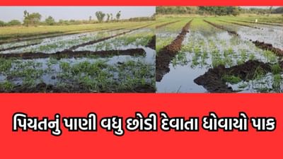 જસદણમાં સૌની યોજનાના પાણીએ ખેડૂતોને રડાવ્યા, ખેડૂતોના ના પાડવા છતા પાણી છોડી દેવાતા 20 વીઘા જમીનમાં પાક ધોવાયો- વીડિયો જસદણમાં સૌની યોજનાના પાણીએ ખેડૂતોને રડાવ્યા, ખેડૂતોના ના પાડવા છતા પાણી છોડી દેવાતા 20 વીઘા જમીનમાં પાક ધોવાયો- વીડિયો