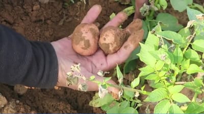 બટાકાનું ઉત્પાદન કરતા ખેડૂતો ચિંતામાં, સાબરકાંઠામાં આ કારણથી થઈ પરેશાની બટાકાનું ઉત્પાદન કરતા ખેડૂતો ચિંતામાં, સાબરકાંઠામાં આ કારણથી થઈ પરેશાની