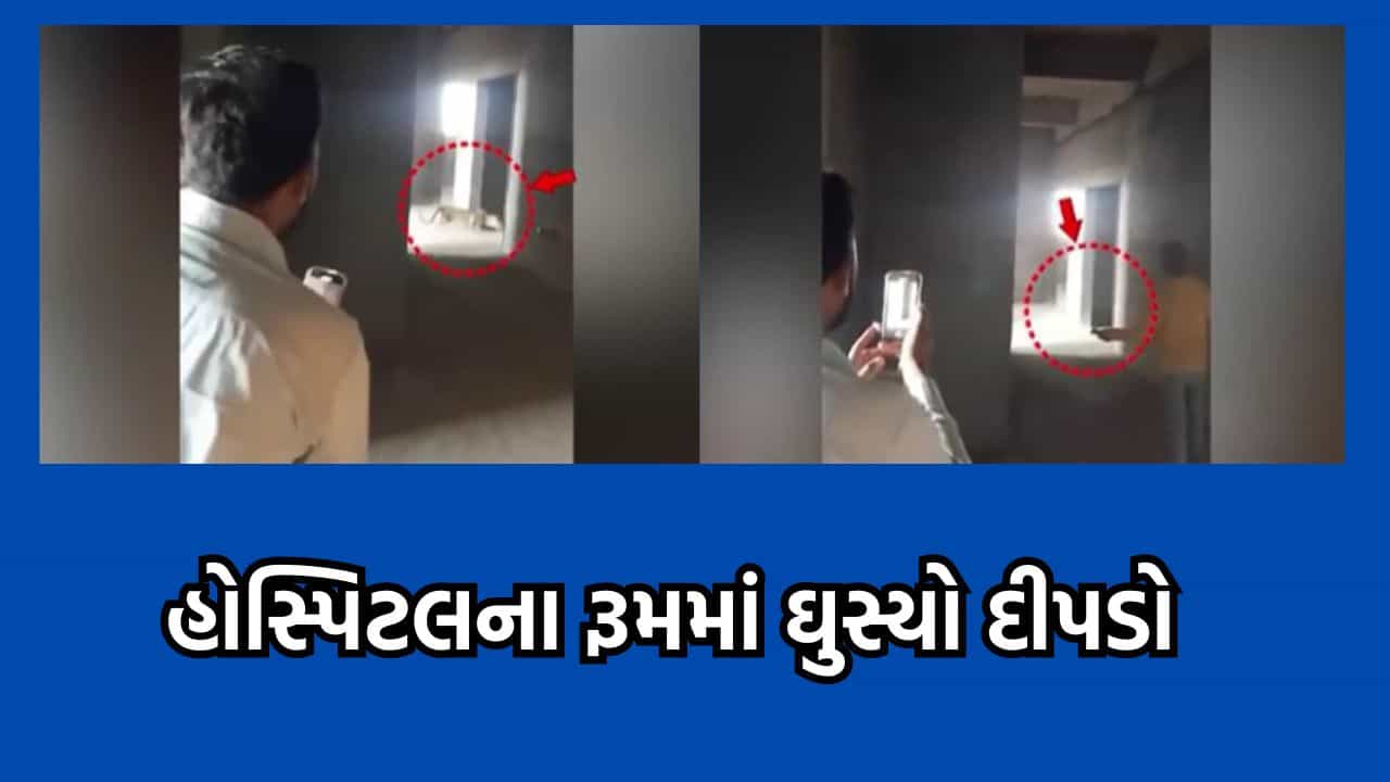 અમરેલી: રાજુલામાં શ્રી રામકૃષ્ણ આરોગ્ય હોસ્પિટલના રૂમમાં દીપડો ઘુસી જતાં મચી ગઈ દોડધામ- વીડિયો
