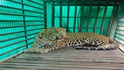 ભરૂચ વીડિયો : અંકલેશ્વરના ગામડાઓમાં લટાર મારતાં દીપડાને આખરે પાંજરે પુરવામાં આવ્યો, ઘણા સમયથી લોકોમાં ભય ફેલાવ્યો હતો ભરૂચ વીડિયો : અંકલેશ્વરના ગામડાઓમાં લટાર મારતાં દીપડાને આખરે પાંજરે પુરવામાં આવ્યો, ઘણા સમયથી લોકોમાં ભય ફેલાવ્યો હતો