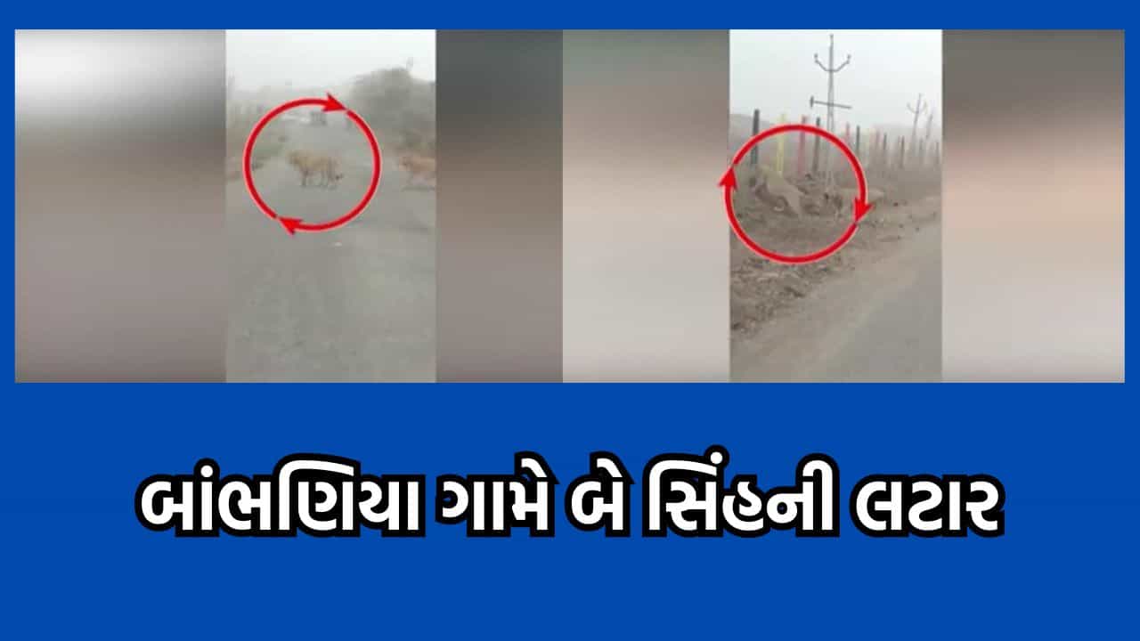 ભાવનગર: બાંભણિયા ગામે શિકારની શોધમાં બે સિંહોના આંટાફેરા, વીડિયો સોશિયલ મીડિયા પર થયો વાયરલ