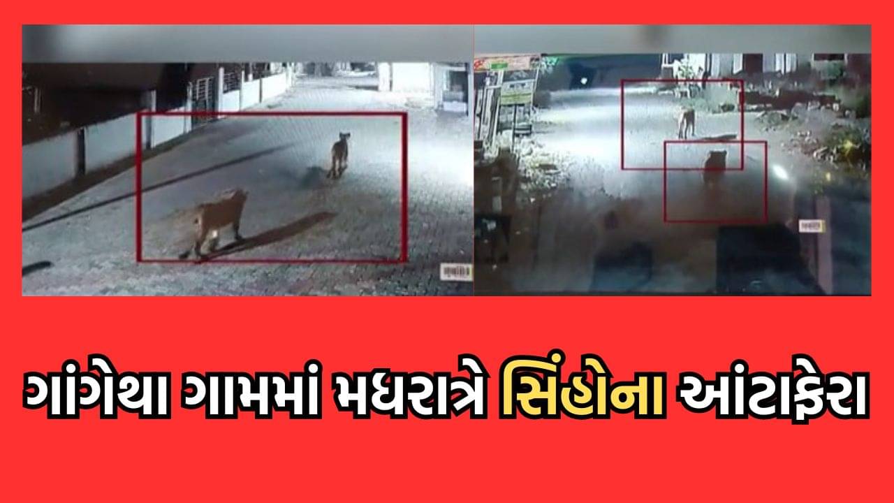 ગીર સોમનાથ: સૂત્રાપાડાના ગાંગેથા ગામમાં મધરાત્રે સિંહોના આંટાફેરા, એક પશુનું કર્યુ મારણ- જુઓ વીડિયો