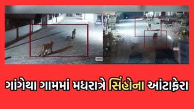 ગીર સોમનાથ: સૂત્રાપાડાના ગાંગેથા ગામમાં મધરાત્રે સિંહોના આંટાફેરા, એક પશુનું કર્યુ મારણ- જુઓ વીડિયો