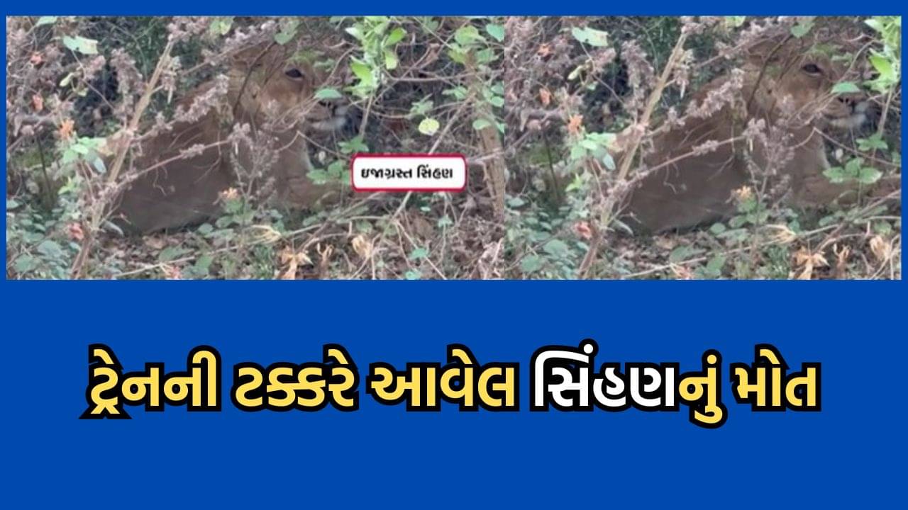 અમરેલી: ગુડ્સ ટ્રેનની અડફેટે આવેલ સિંહણનું સારવાર દરમિયાન થયુ મોત, 15 દિવસમાં બે સિંહોના મોત- વીડિયો