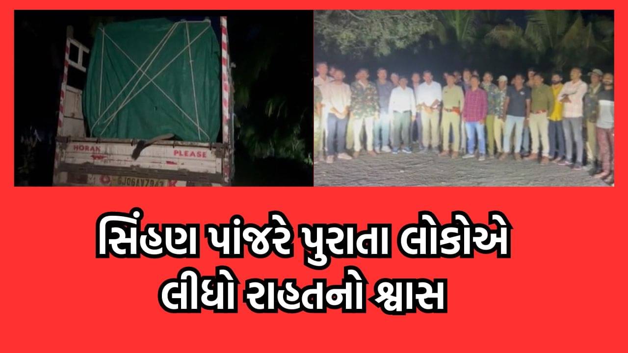 અમરેલીના રાજુલામાં આતંક મચાવનાર સિંહણ પૂરાઇ પાંજરે, 3 વ્યક્તિ પર કર્યો હતો હુમલો- વીડિયો
