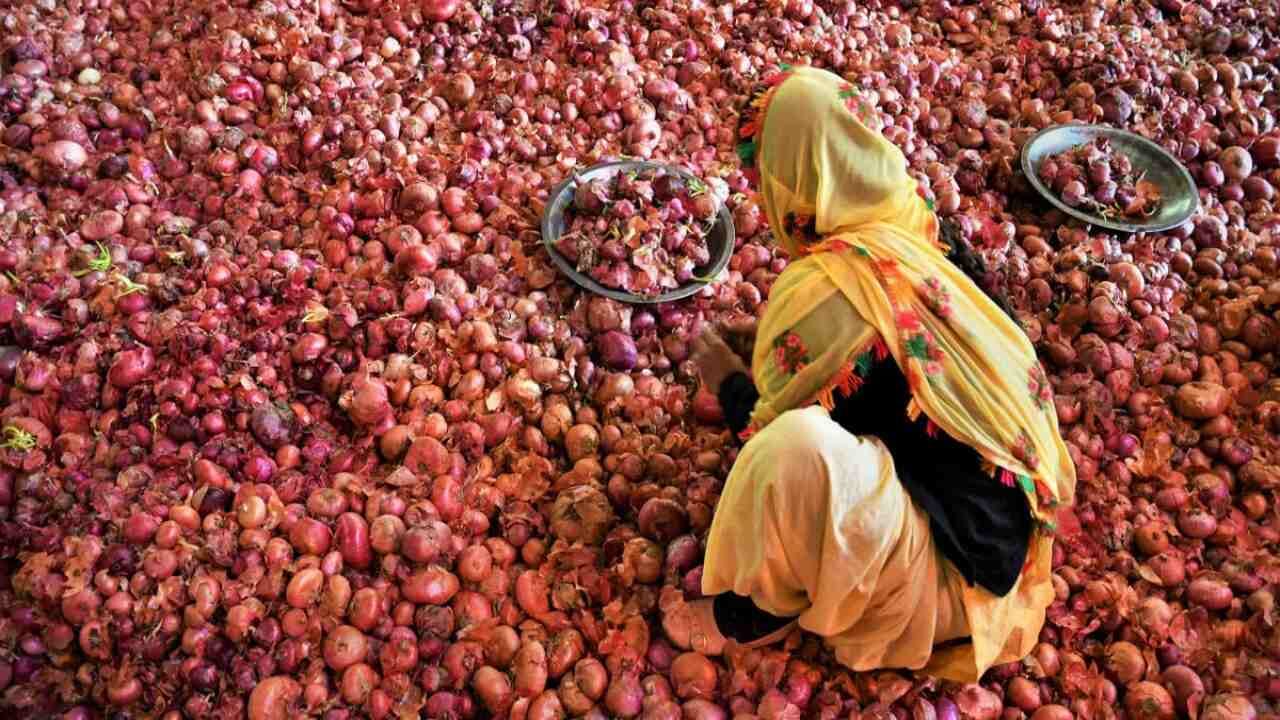 સરકારે અત્યાર સુધીમાં 2023ની ખરીફ સિઝનમાં બફર સ્ટોક જાળવી રાખવા માટે 25,000 ટન ડુંગળીની ખરીદી કરી છે. ગ્રાહક બાબતોના સચિવ રોહિત કુમાર સિંહે આ માહિતી આપી છે.