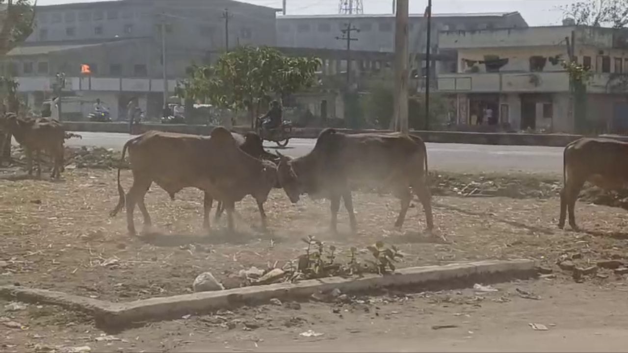 સુરત : કુડસદ ગામે આખલા બાખડતાં લોકોમાં ગભરાટ ફેલાયો, જુઓ વીડિયો સુરત : કુડસદ ગામે આખલા બાખડતાં લોકોમાં ગભરાટ ફેલાયો, જુઓ વીડિયો