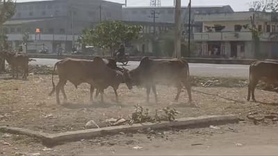 સુરત : કુડસદ ગામે આખલા બાખડતાં લોકોમાં ગભરાટ ફેલાયો, જુઓ વીડિયો સુરત : કુડસદ ગામે આખલા બાખડતાં લોકોમાં ગભરાટ ફેલાયો, જુઓ વીડિયો