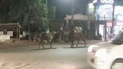 ભરૂચ : રખડતાં પશુઓ દ્વારા વાહનચાલકો માટે જીવનું જોખમ યથાવત, ભરચક વિસ્તારમાં આખલા બાખડ્યા, જુઓ વીડિયો