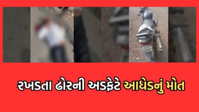ભાવનગરમાં રખડતા ઢોરે અડફેટે લેતા આધેડનું મોત, પાલિકાની લચર કામગીરી સામે સ્થાનિકોમાં રોષ ભાવનગરમાં રખડતા ઢોરે અડફેટે લેતા આધેડનું મોત, પાલિકાની લચર કામગીરી સામે સ્થાનિકોમાં રોષ