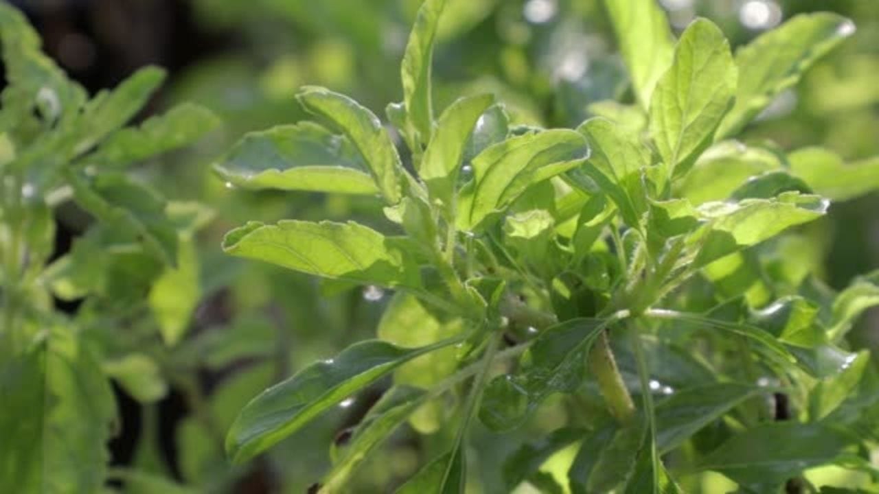 તુલસીમાં હાજર એન્ટી-ઓક્સિડન્ટ્સ શરીરને હાનિકારક ફ્રી રેડિકલથી રક્ષણ આપે છે. તે તમારા સ્વાસ્થ્યને સુધારે છે. ફ્રી રેડિકલની અસર ઘટાડવાથી, તમારા શરીરમાં વૃદ્ધત્વના લક્ષણો પણ ઓછા થાય છે. 
(નોંધ-આ સમાચારમાં આપવામાં આવેલી માહિતી સામાન્ય માહિતી પર આધારિત છે, તેથી કોઈપણ સારવારનો અમલ કરતા પહેલા ડૉક્ટર અથવા સંબંધિત નિષ્ણાતની સલાહ લો.)
 