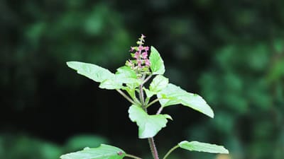 તુલસી રોગપ્રતિકારક શક્તિ વધારવા માટે શ્રેષ્ઠ માનવામાં આવે છે. જો તમે પણ તમારી રોગપ્રતિકારક શક્તિ વધારવા માગો છો, તો દરરોજ ખાલી પેટે તુલસીના પાનનું સેવન કરો. તેનાથી શરીરને રોગો સામે લડવાની શક્તિ મળે છે.
