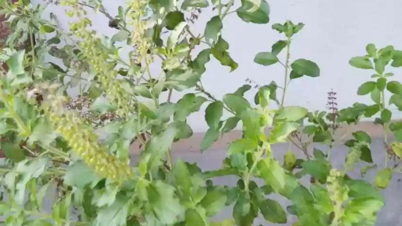 આમ તો સનાતન ધર્મમાં રામ તુલસી અને શ્યામા તુલસીને શુભ માનવામાં આવે છે પરંતુ વાસ્તુશાસ્ત્ર અનુસાર ઘરમાં રામ તુલસીનું વાવેતર કરવું શ્રેષ્ઠ માનવામાં આવે છે. રામ તુલસી ઘરમાં સુખ, સમૃદ્ધિ અને સકારાત્મક ઉર્જા આકર્ષે છે.
