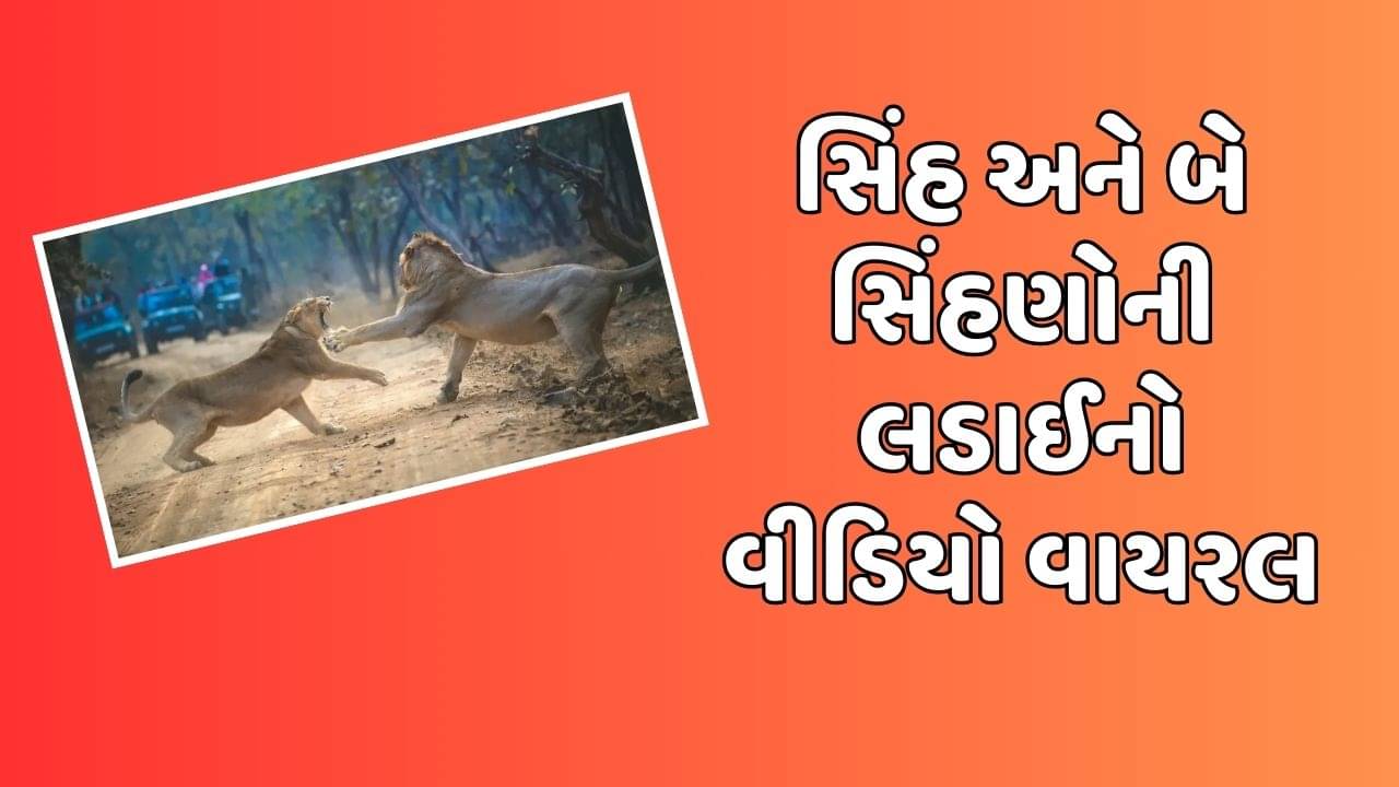 ગીર સોમનાથના જંગલમાં સિંહ અને સિંહણ વચ્ચે વર્ચસ્વની લડાઇ, સાંસદ પરિમલ નથવાણીએ વીડિયો શેર કર્યો