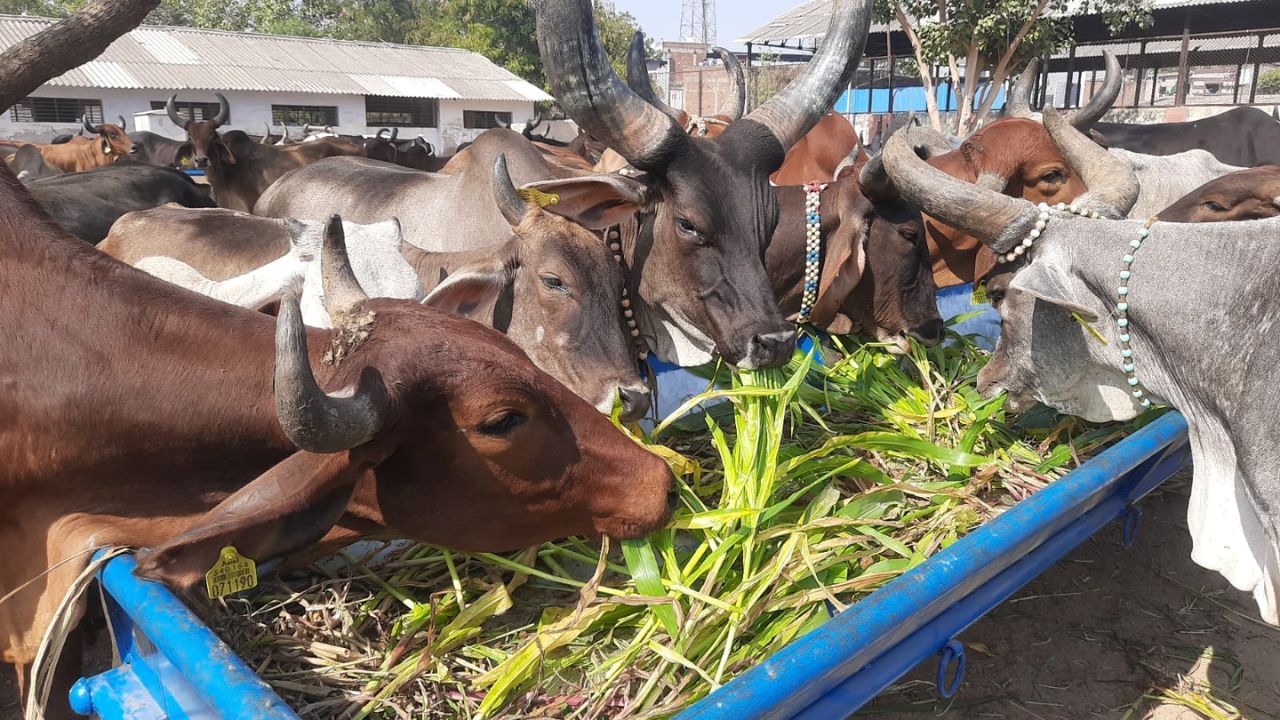 અમદાવાદ મ્યુનિસિપલ કોર્પોરેશનની આ યોજનાને અમદાવાદના નાગરિકો દ્વારા ખૂબ જ સારો પ્રતિસાદ મળ્યો છે. આ યોજનાનો અમલ શરૂ થયા પછી આશરે 470 લોકો દ્વારા 22,000 કિલો ઘાસ પશુઓ માટે દાન કરવામાં આવ્યું હતું. 