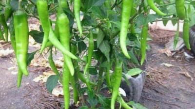 ભારતીય ભોજન લીલા મરચા વગર અધૂરું છે,ખોરાકમાં સ્વાદ ઉમેરવા ઉપરાંત લીલા મરચામાં પોષક તત્વો પણ ભરપૂર હોય છે. આજે અમે તમને કેટલીક સરળ રીતો જણાવીશું, જેની મદદથી તમે તમારા ઘરે વાસણમાં લીલા મરચાં ઉગાડી શકો છો