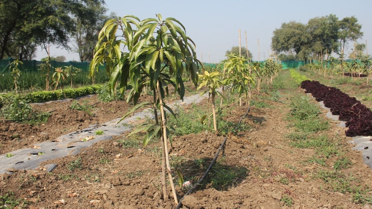 Cultivation by ultra high density method (7)