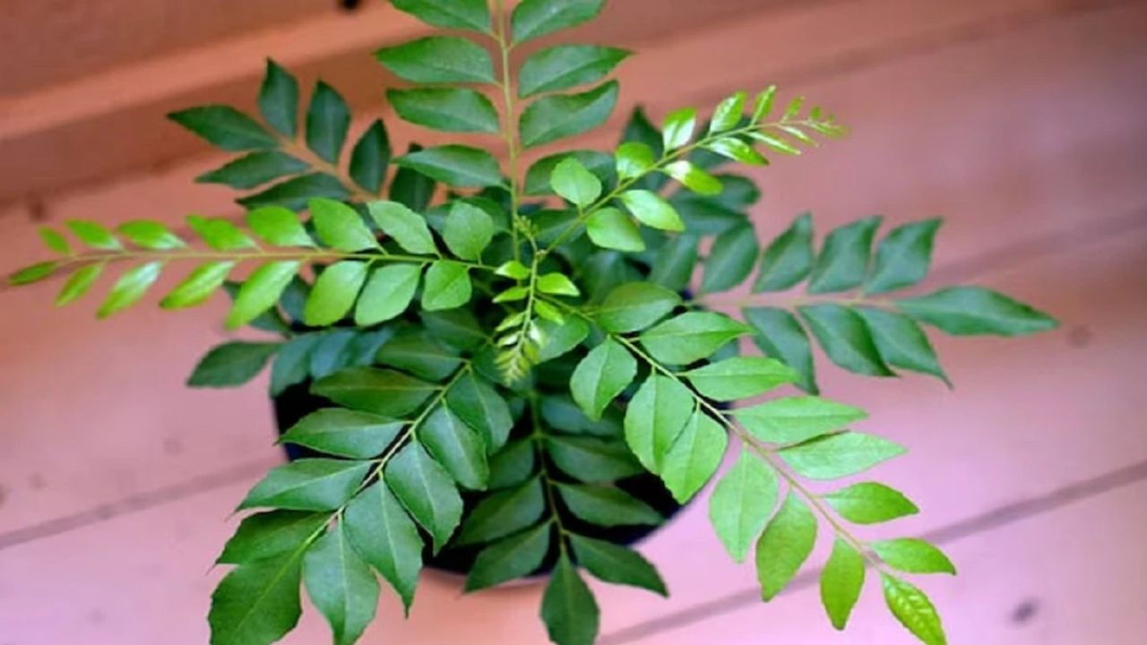 Sweet Neem- Neem is used in every Indian kitchen. Sweet neem will not only enhance the taste but also prove helpful in fatty liver problem. Eating curry leaves in the morning on an empty stomach can reduce the problem of fatty liver to a great extent. It contains both vitamin A and C. Antioxidants in it reduce stomach problems. Note: This article is for information only. Before following anything related to health, you should consult your doctor or specialist.