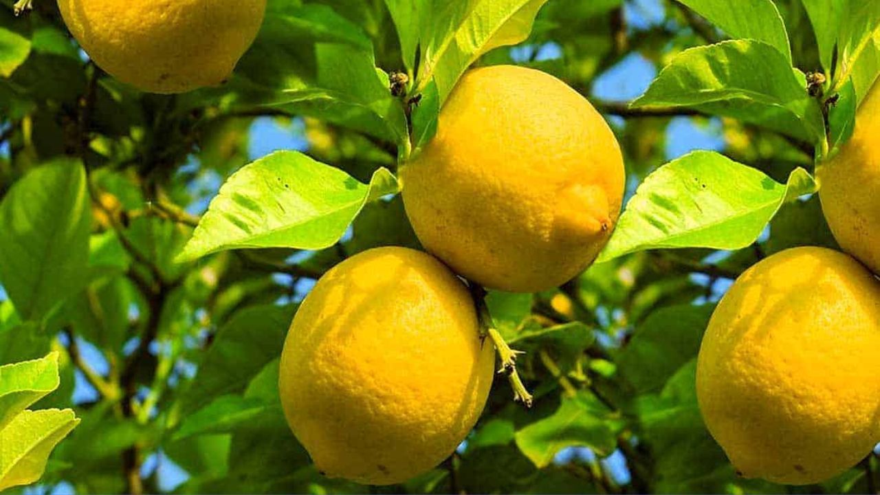 The state is currently experiencing a cold season. The cold has subsided but winter has not left yet. Meanwhile, the onset of summer will start taking effect from next month. Along with this, there will also be an increase in the demand for lemons.