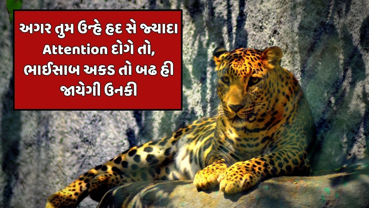 અગર તુમ ઉન્હે હદ સે જ્યાદા Attention દોગે તો, ભાઈસાબ અકડ તો બઢ હી જાયેગી ઉનકી