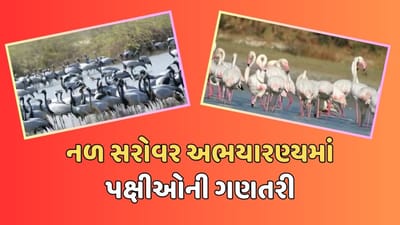 નળ સરોવર અભયારણ્ય પક્ષીઓની ગણતરી હાથ ધરાઇ, બ્લેક નેક ગ્રીબ અને તેજપર જેવા નવા મહેમાનોનું આગમન, જુઓ Video