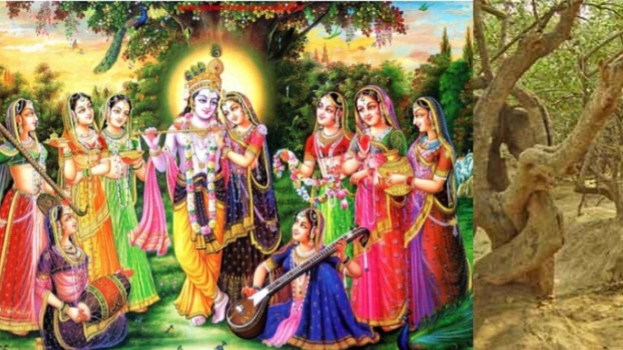 Vrindavan Nidhivan Story: કૃષ્ણની નગરી હોવાથી વૃંદાવન ધામ પોતાનામાં જ લોકપ્રિય છે. અહીં રાધા-કૃષ્ણના ઘણા મંદિરો આવેલા છે, જ્યાં દરરોજ ભક્તો પૂજા માટે આવે છે. કૃષ્ણ જન્માષ્ટમીના અવસર પર મથુરા અને વૃંદાવનમાં મોટી સંખ્યામાં ભક્તો કાન્હાને રંગવા માટે આવે છે. કૃષ્ણ નગરીમાં આવા અનેક મંદિરો છે જેના વિશે ઘણી અનોખી માન્યતાઓ પ્રચલિત છે. આ મંદિરોમાંનું એક વૃંદાવનનું નિધિવન છે. આ પવિત્ર સ્થળ વિશે કહેવાય છે કે ભગવાન શ્રી કૃષ્ણ દરરોજ રાત્રે રાધા અને તેમની ગોપીઓ સાથે અહીં આવે છે. સૂર્યાસ્ત બાદ નિધિવનમાં લોકોનો પ્રવેશ બંધ કરી દેવામાં આવે છે. આવો જાણીએ નિધિવન સાથે જોડાયેલી રહસ્યમય માન્યતાઓ વિશે.